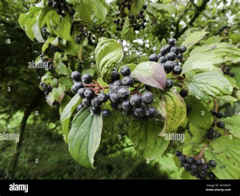 Common Dogwood with berries, october 2019 | usage worldwide Stock Photo - Alamy