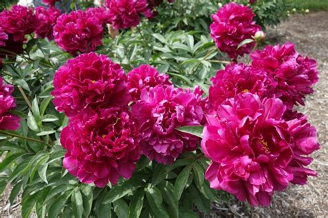 Beautiful Peony Varieties For Home And Garden Peonies Garden Peonies