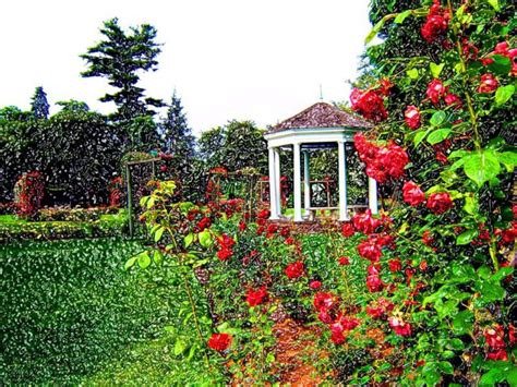 Allentown Rose Garden 14 By Art137 On Deviantart