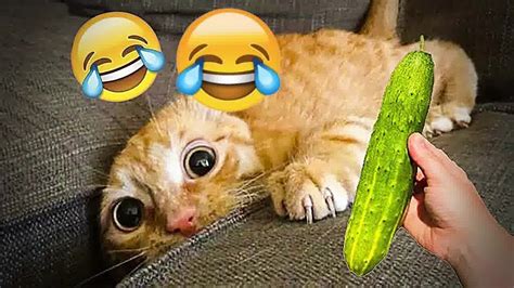 New Funny Animals 2023 😄 Funniest Cats And Dogs 😹🐶 Part19 Youtube