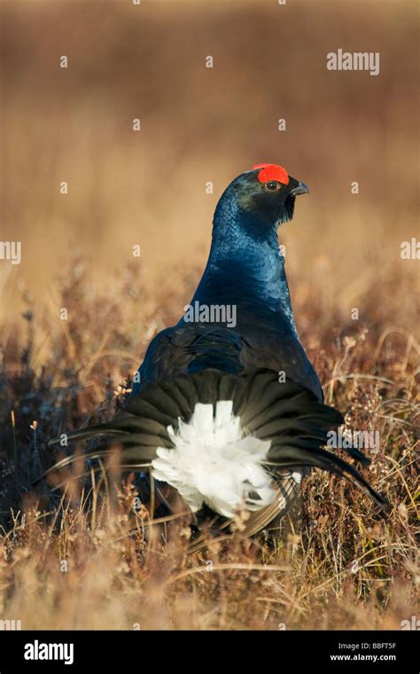 Black Grouse Or Blackgame Lyrurus Tetrix Or Tetrao Tetrix Male Or