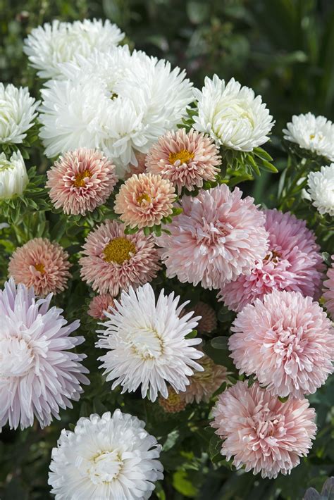 Callistephus Chinensis The Roses Mixture Muller Seeds