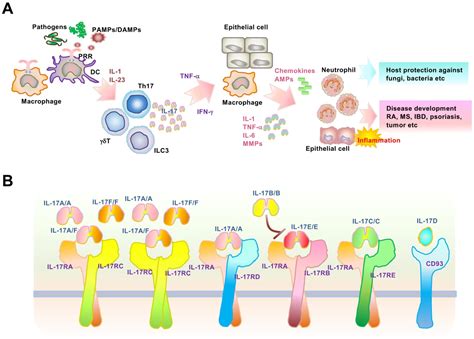 Il 17 Signaling Is Regulated Through Intrinsic Stability Control Of