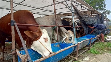 Jelang Idul Adha Harga Sapi Di Sejumlah Daerah Naik Hingga Jutaan Rupiah