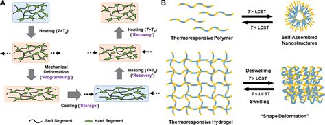 Frontiers Exploring Stimuli Responsive Elastin Like Polypeptide For