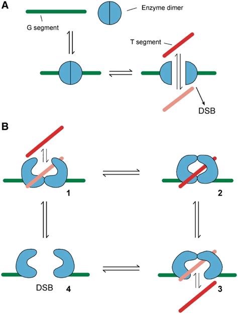 Models For An Atp Independent Type Ii Topoisomerase Outline