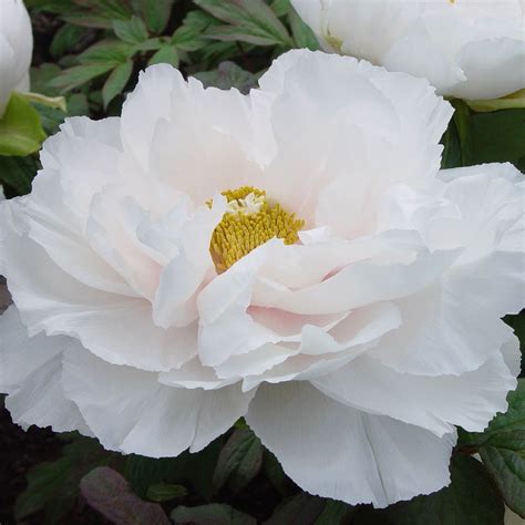 Paeonia Renkaku or White Tree Peony - Fresh Dug Roots for Fall Planting ...