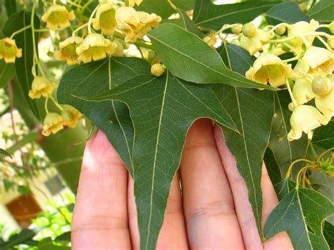 Kurrajong Brachychiton populneus Lacebark kurrajong Dutch treeguide at ...