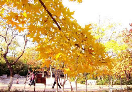 Scenery Of Maple Trees Of Qianfo Mountain In Jinan