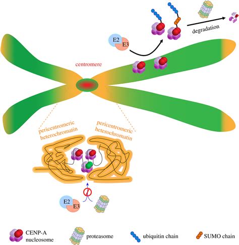 Ubiquitin Mediated Proteolysis Of CENP A Prevents Ectopic CENP A