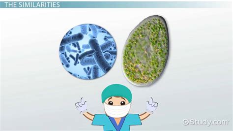 Protists vs. Bacteria | Definition & Characteristics - Video | Study.com