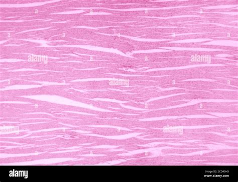 Sección Del Músculo Cardíaco Bajo Un Microscopio Ligero Músculo