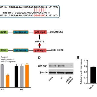 Mir Directly Targeted P Kip A B Gene Structure Of P Kip