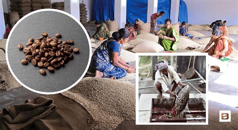 Monsoon Coffee Rare Rich And Remarkable • Bean Ground