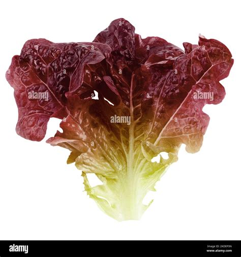 Red Oak Lettuce Leaf Salad Isolated On White Background Clipping