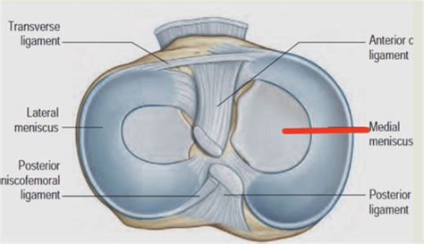 Knee Menisci Flashcards Quizlet