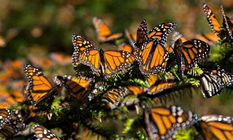 Disminuye Presencia De La Mariposa Monarca En Santuarios Conanp