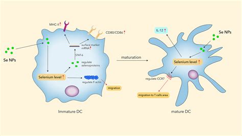 Frontiers Immunomodulatory Roles Of Selenium Nanoparticles Novel