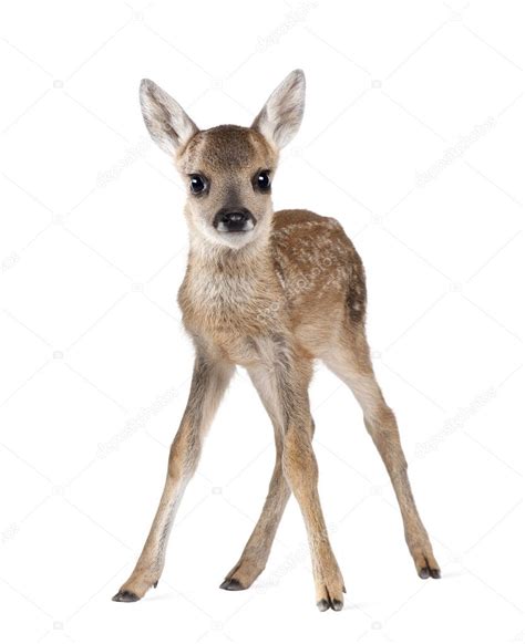 Portrait of Roe Deer Fawn, Capreolus capreolus, 15 days old, standing ...