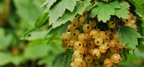 grow  currant bushes