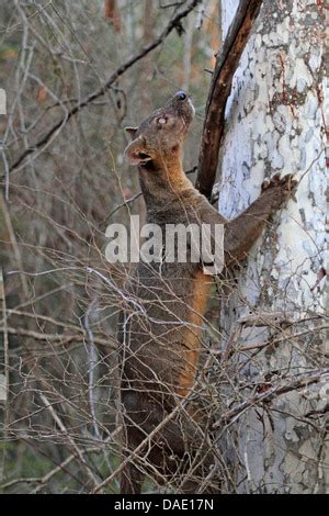 Fossa Cryptoprocta Ferox Subir A Un Rbol El M S Grande Depredador