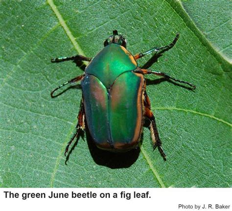 Green June Bug In North Carolina Grapes Nc State Extension Publications