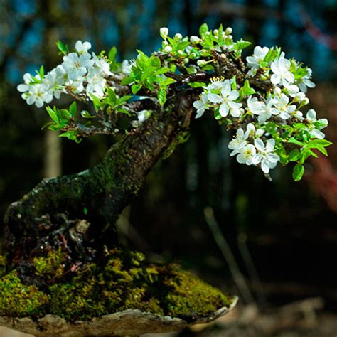 Bonsái cerezo silvestre prunus avium Cuidados y mantenimiento