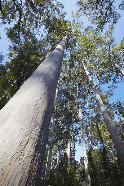 Karri Trees In Warren National Park Pemberton Our Beautiful Wall Art