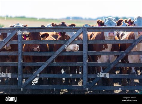 Intensive Livestock Farm Land Hi Res Stock Photography And Images Alamy