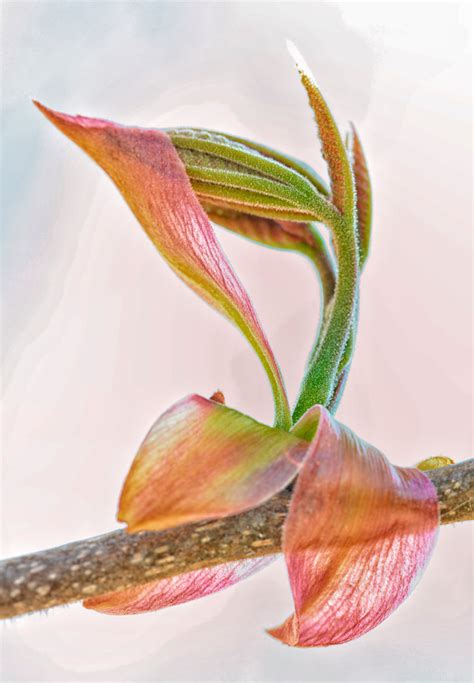 Watch The Tree Buds Mike Moats Award Winning Macro Photographer