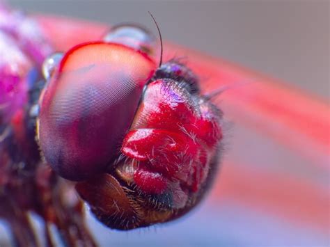 Premium Photo Extreme Macro Shot Eye Of Dragonfly In The Wild
