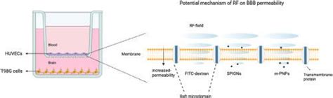 磁性纳米粒子存在下射频暴露对体外血脑屏障通透性的影响 Biochemical and Biophysical Research