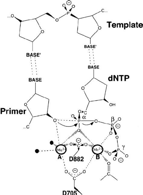 Fig S The Two Metal Ion Mechanism Of Dna Polymerase The Two