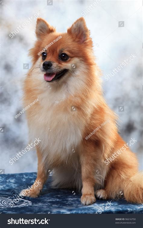 Portrait Fox Face Pomeranian Dog Studio Stock Photo 96616750 - Shutterstock