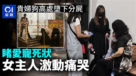 牛頭角2歲貴婦狗意外墮樓亡 女主人激動嚎哭