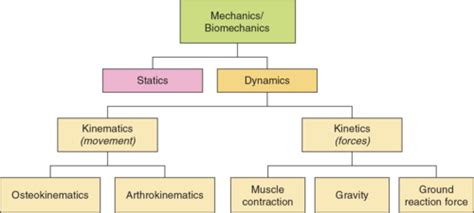 Biomechanics CH 2 Flashcards Quizlet