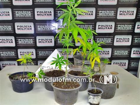 Polícia Militar localiza plantação de maconha em Macaúbas de Cima