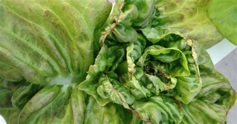 How To Keep Lettuce Tip Burn Away From Your Garden Food Gardening Network