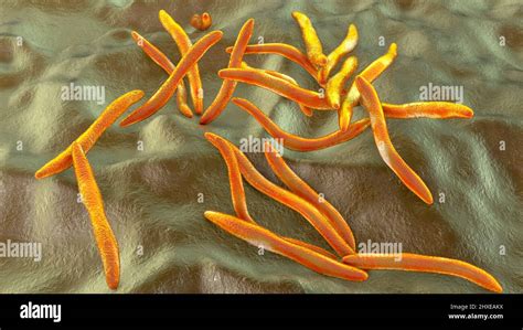 Bacterium Fusobacterium Hi Res Stock Photography And Images Alamy