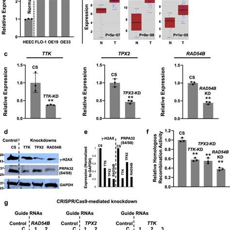 Small Molecule Inhibitor Of Ttk Inhibits Spontaneous Homologous