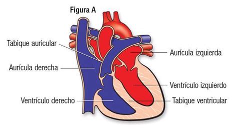 Un Dibujo Del Corazón Del Ser Humano Ubicando Las Capas Musculares