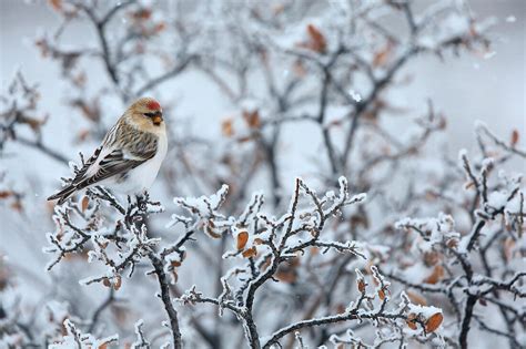 Polar Birkenzeisig Carduelis Bild Kaufen Lookphotos