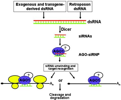 Schematic Representation Of The Rnai Pathway In T Brucei The Identity