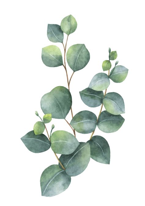 Free Eucalyptus Clipart Clipart World