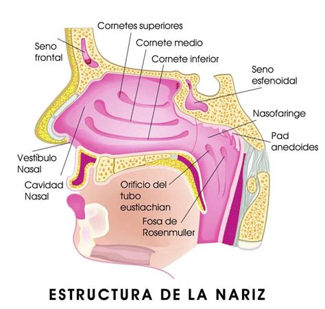 Partes De La Nariz Paradigmia