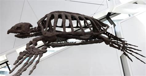 Discover The Worlds Largest Sea Turtle Ever Imp World