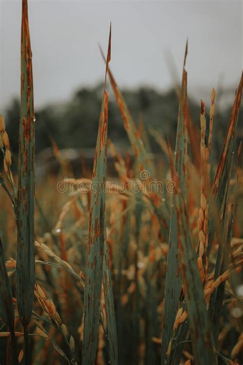 Planta De Arroz En Los Campos De Arroz Foto De Archivo Imagen De