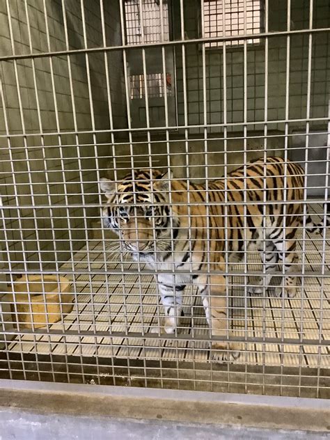 浜松市動物園【公式】 On Twitter アムールトラのトートは札幌市円山動物園へ向けて、今朝無事に浜松市動物園を出発しました。 トート