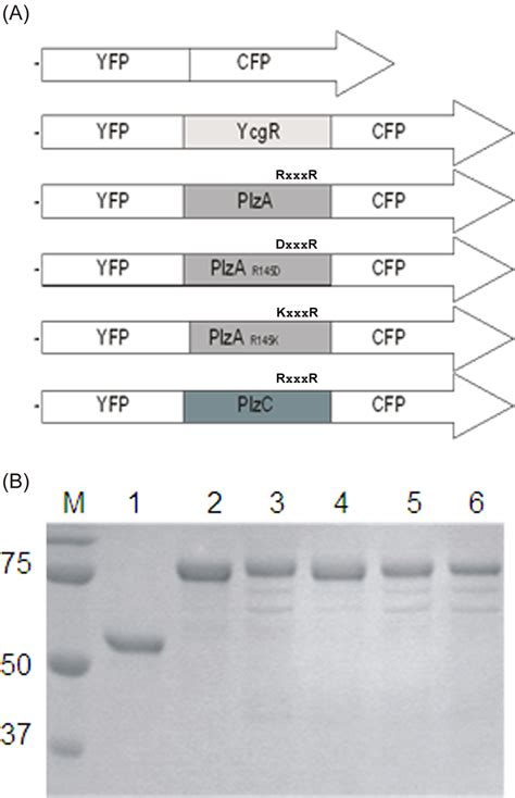 Plza Plza Site Directed Amino Acid Substitution Mutants And Plzcbased