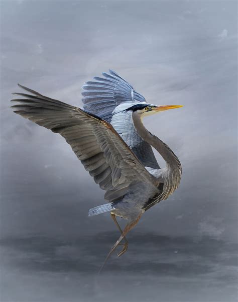 The Great Blue Heron Krystina Wisniowska Posters Art Prints Wall